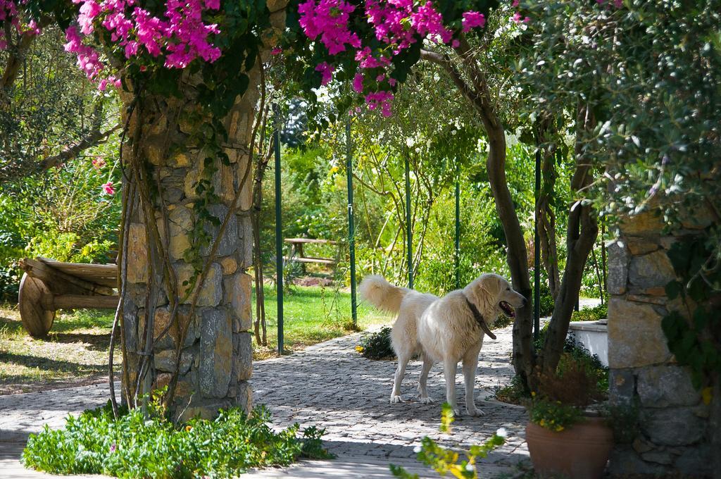 Olive Farm Of Datca Guesthouse (Adults Only) 外观 照片