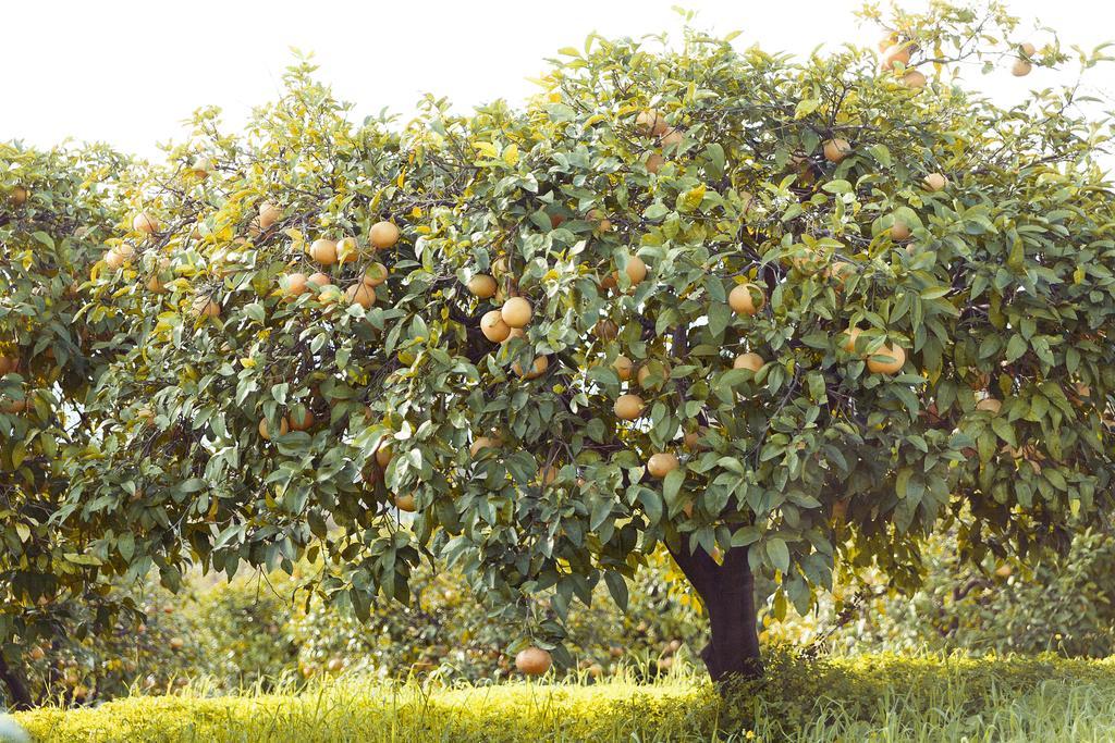 Olive Farm Of Datca Guesthouse (Adults Only) 外观 照片