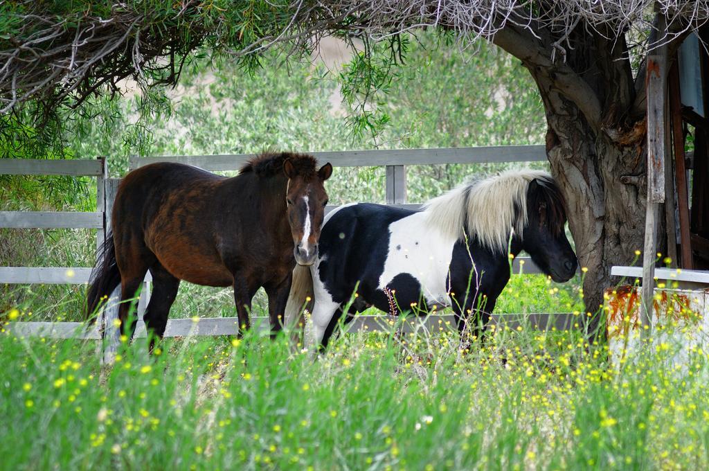 Olive Farm Of Datca Guesthouse (Adults Only) 外观 照片
